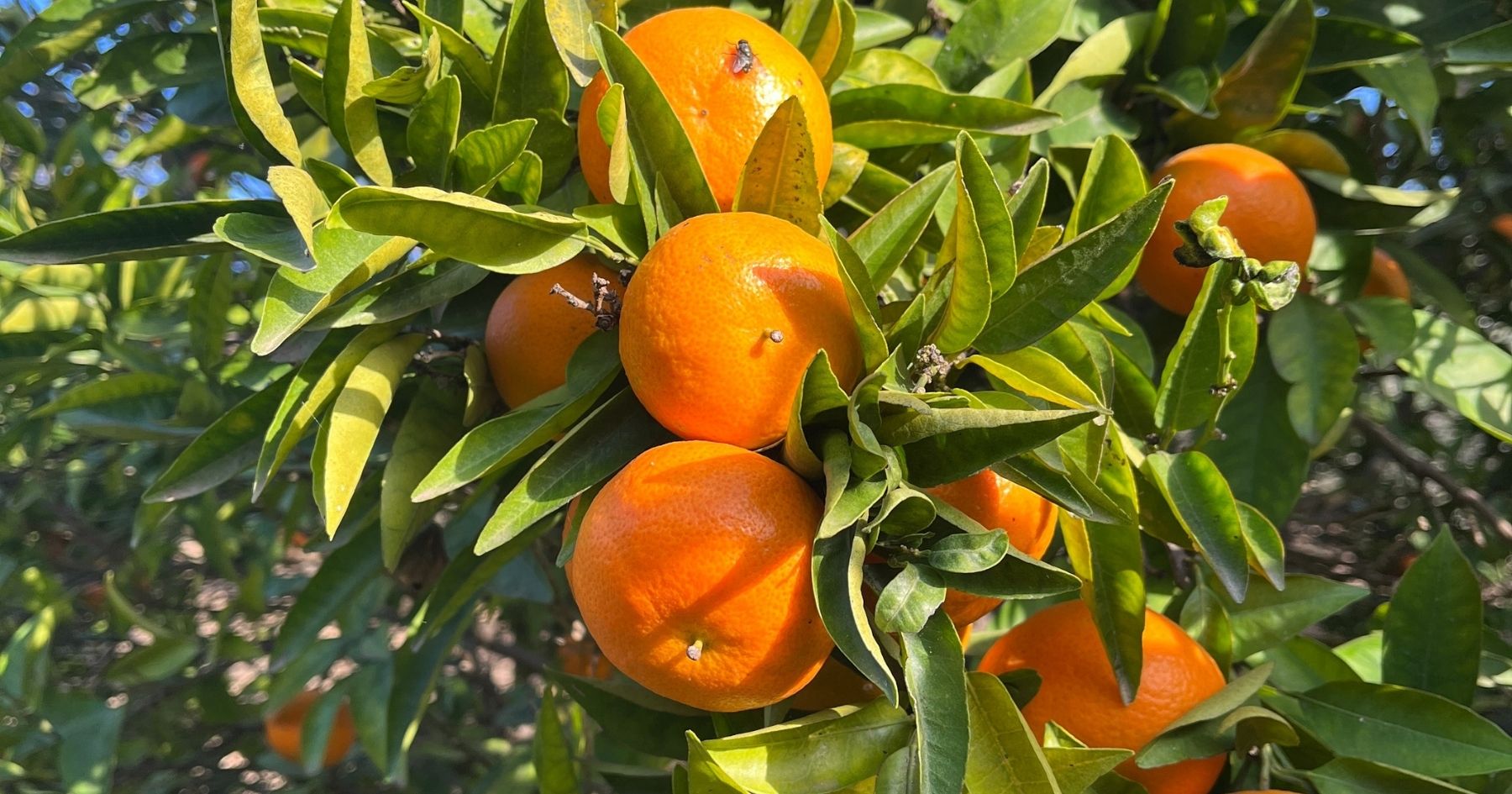 Mandarinky z řeckého sadu